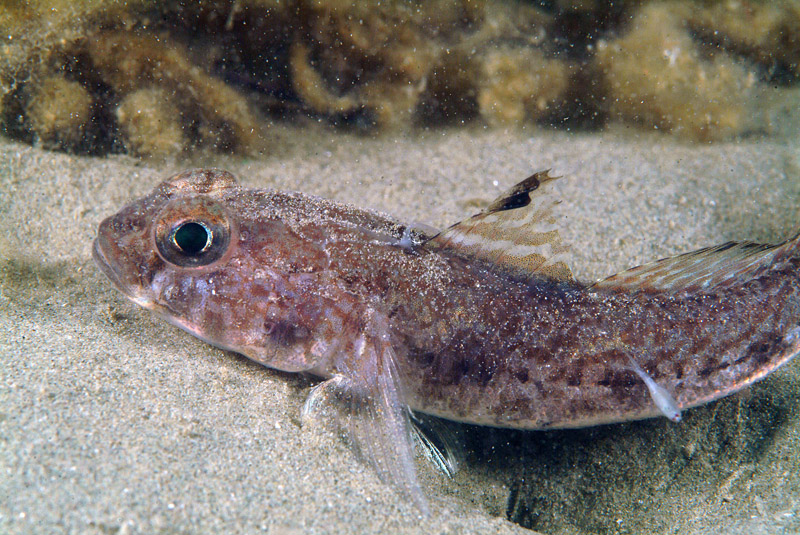 Gobius niger